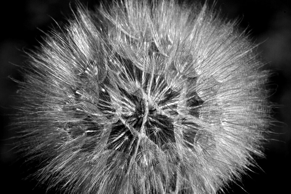 Thistle nature gray nature