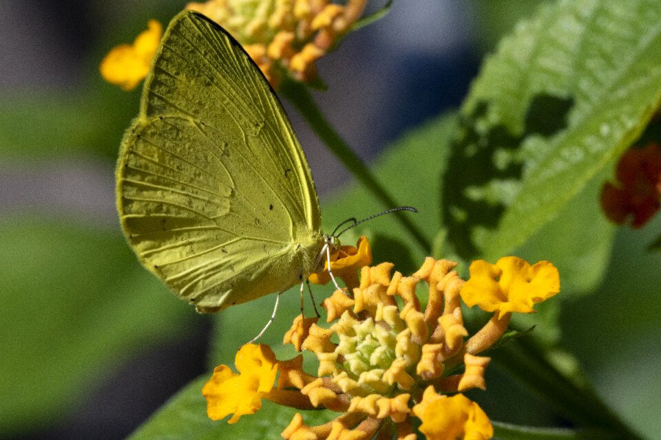 Flowers wing close
