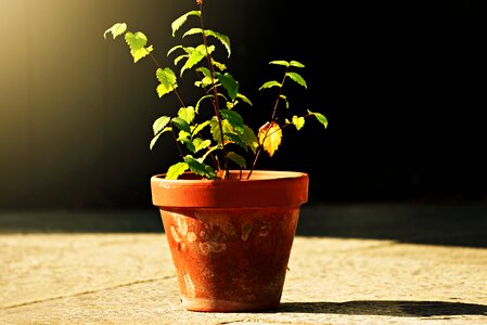 Plant ceramic decoration