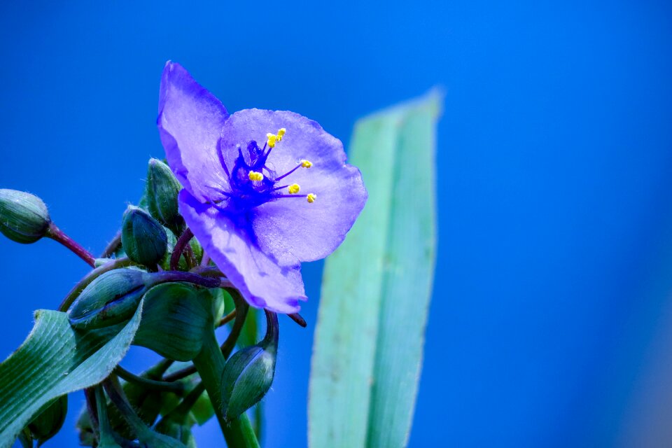 Spring in full bloom blue