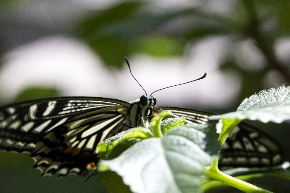 Flowers wing close