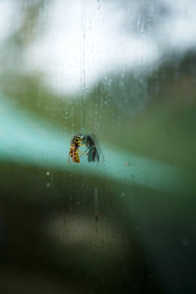 Nature insect summer