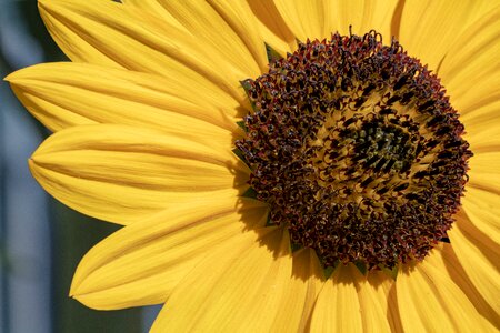 Yellow plants petal