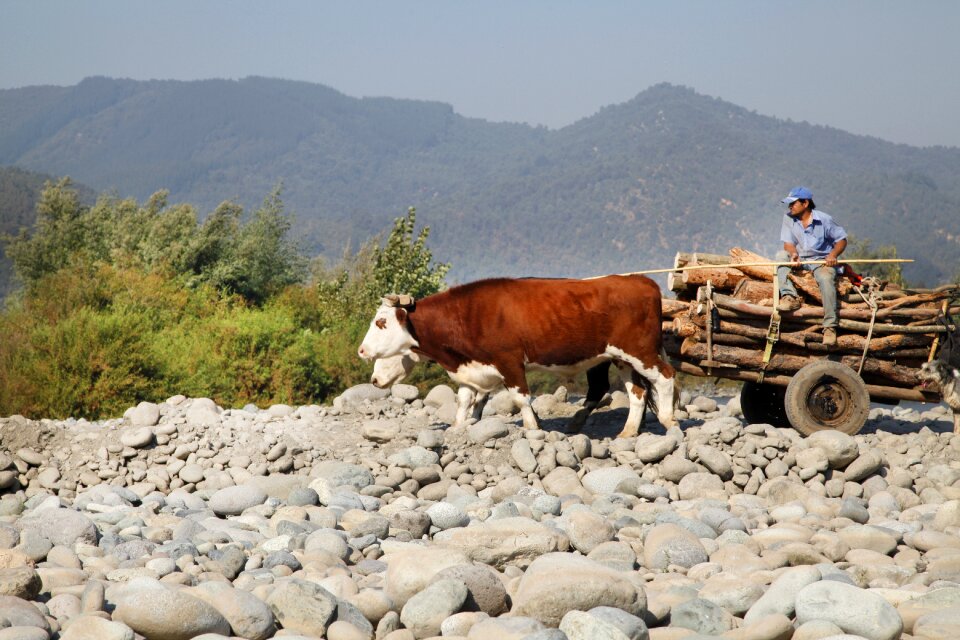 Landscape livestock mountains