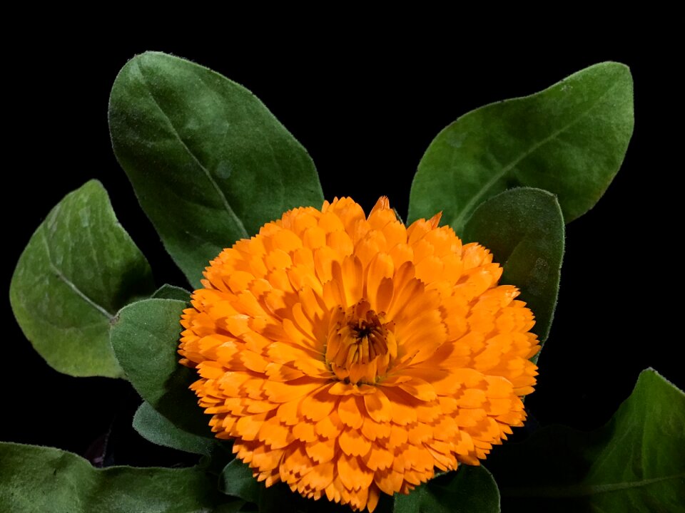 Yellow petals plant