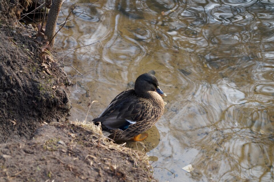 Water bird pond nature