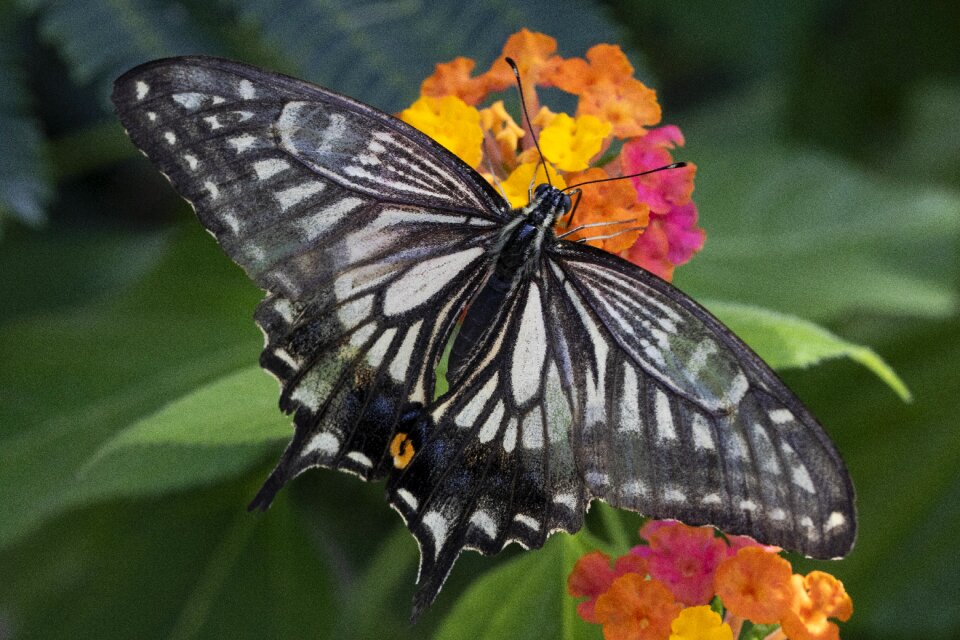 Flowers wing close
