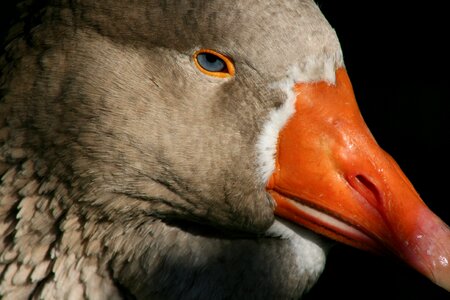 Ganter bill poultry photo