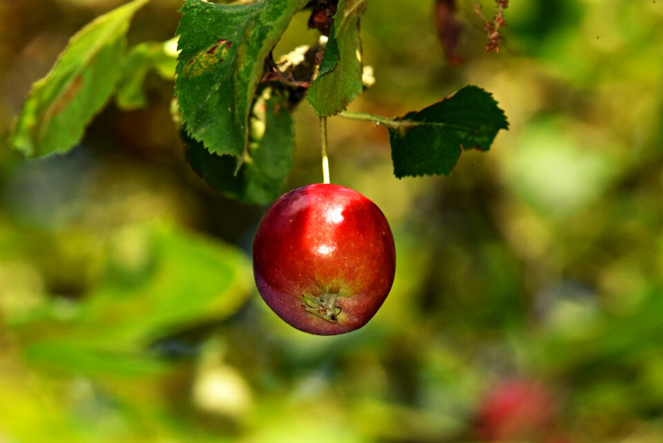 Fruit food nutrition