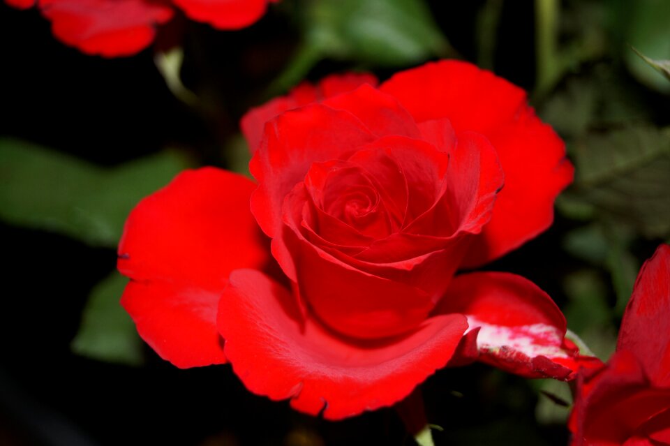Blossom bloom rose blooms
