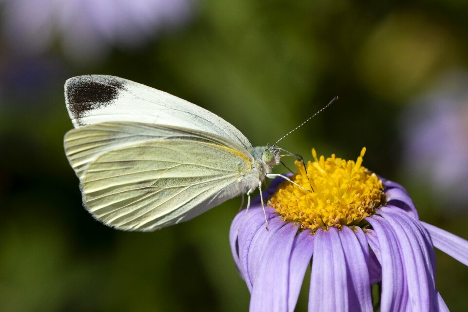 Flowers wing close