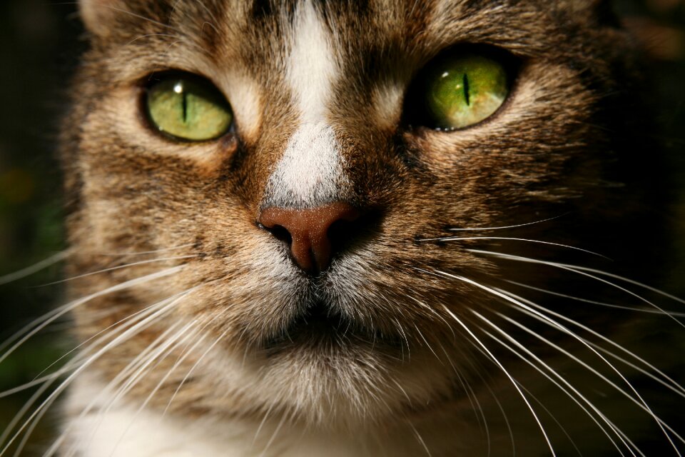 Mackerel cat's eyes whiskers