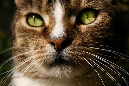 Mackerel cat's eyes whiskers photo