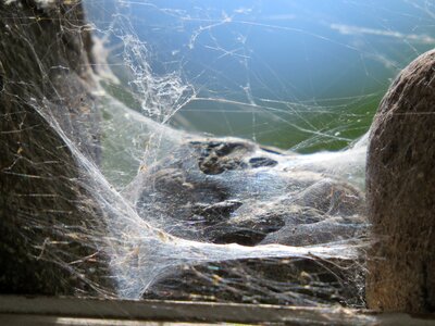 Cobweb spooky texture