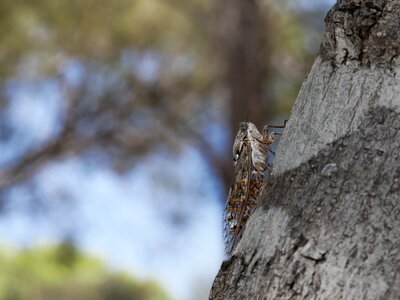 Insects wing tree