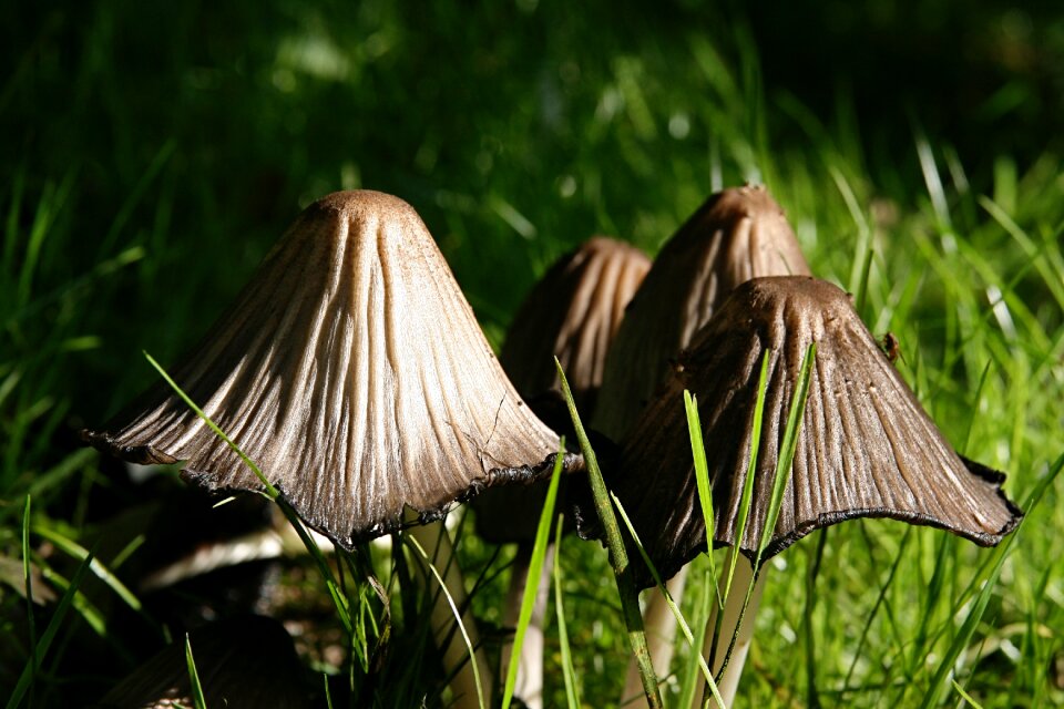 Mushrooms meadow grass