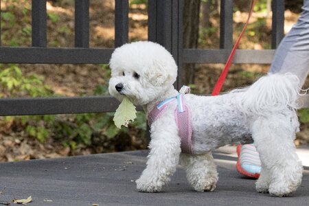 Dog cute consensus photo