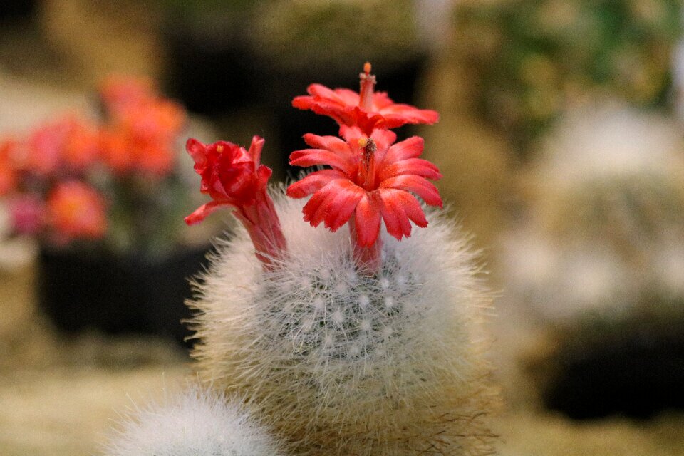 Cactus flowering sukulent
