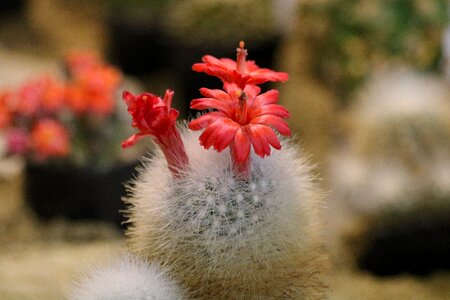 Cactus flowering sukulent
