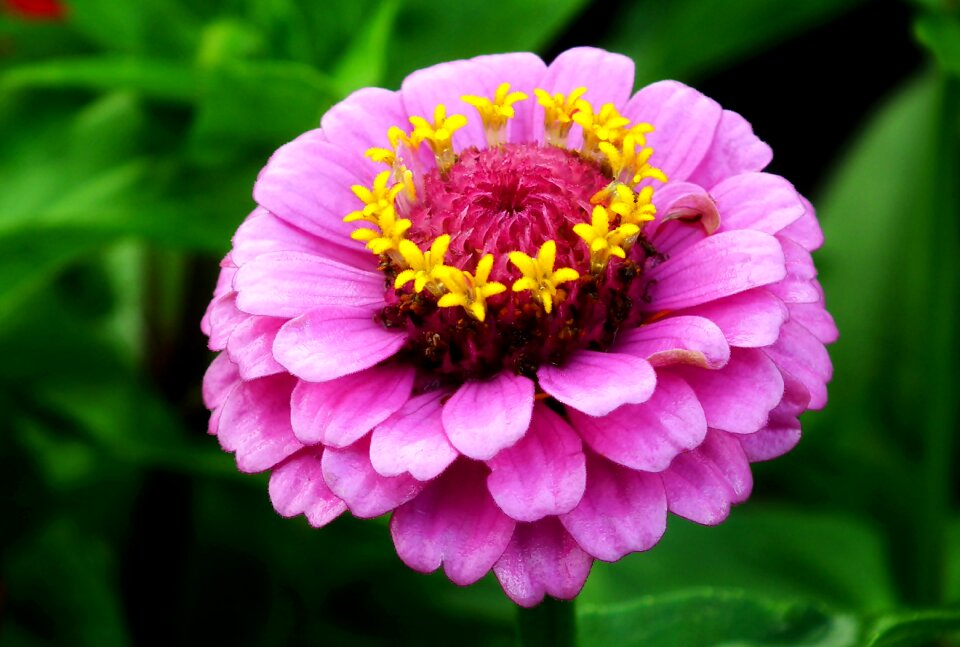 Garden macro nature