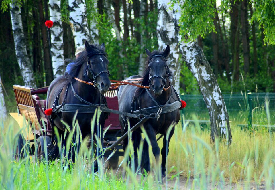 Animals trip cart
