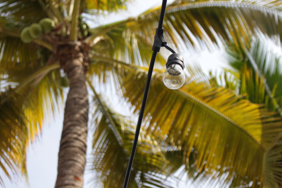 Coconut nature exotic