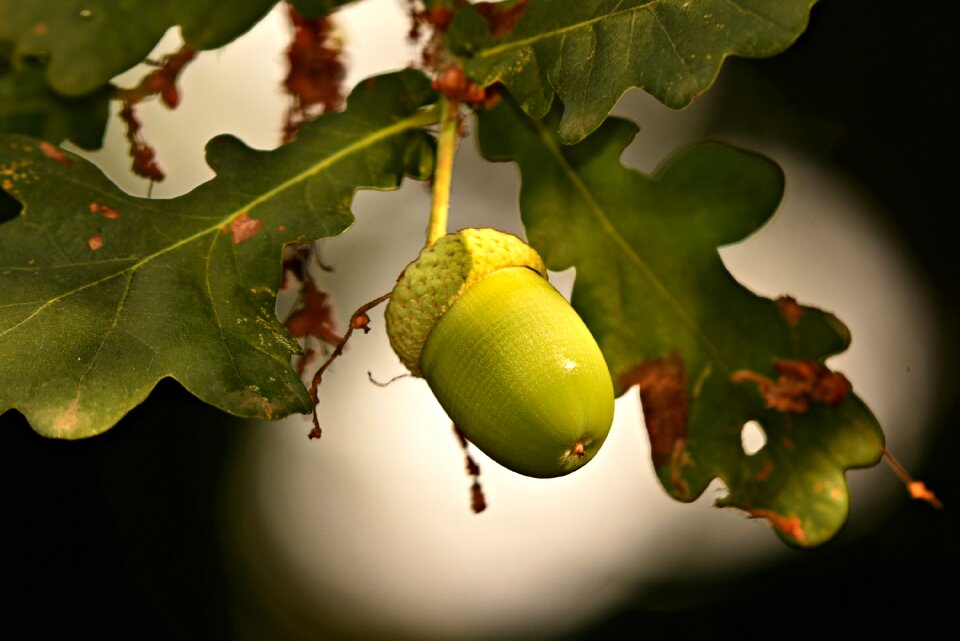 Tannin food nutrition