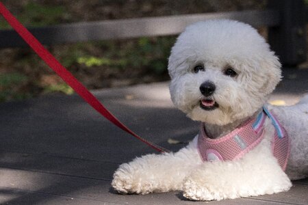 Dog cute consensus
