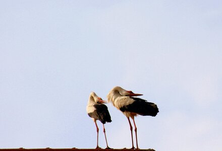 Para two storks total photo