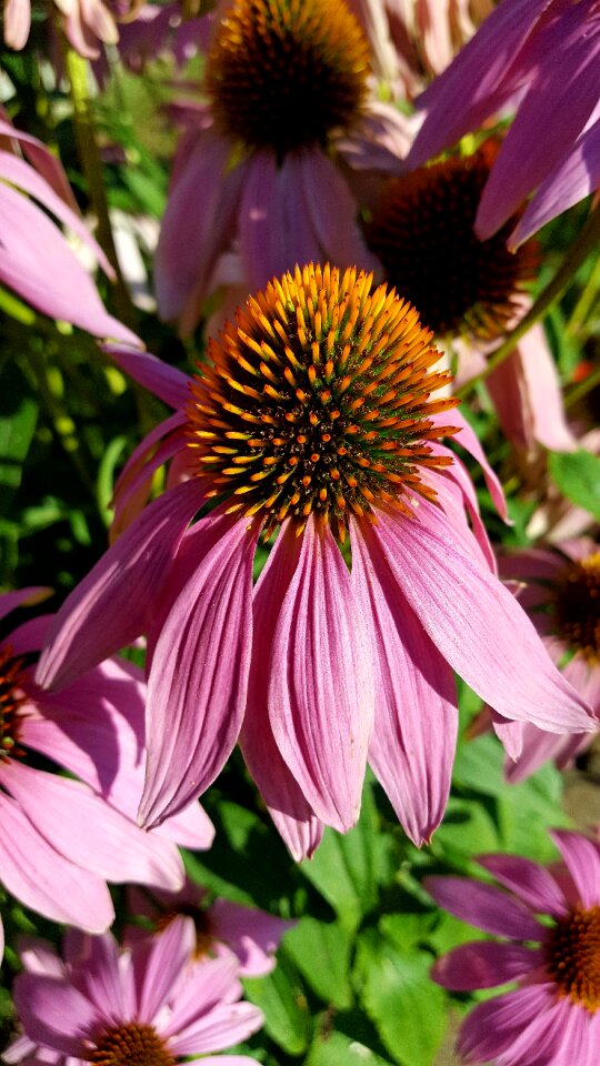 Garden summer flowers photo