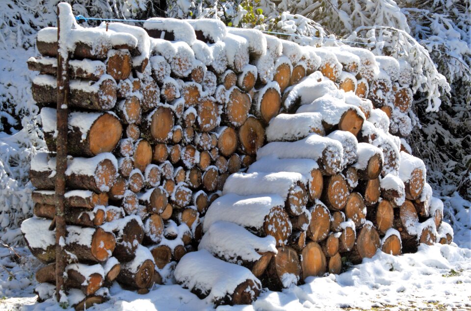 Firewood stacked up growing stock