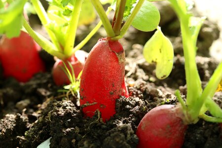 Radishes vegetables cultivation photo