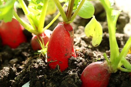 Radishes vegetables cultivation