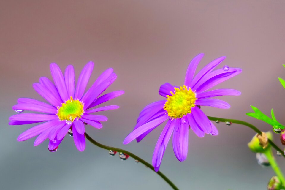Flower pink natural