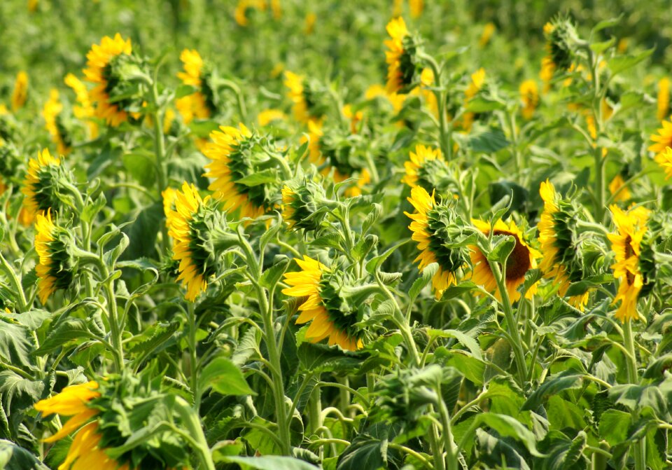 Sunflower flower plant
