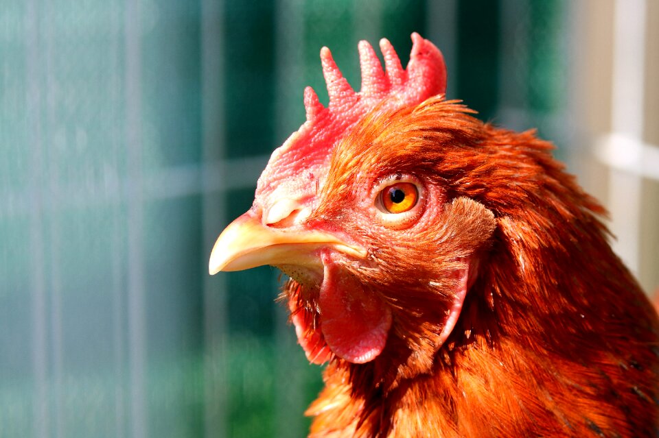 Poultry beak animal