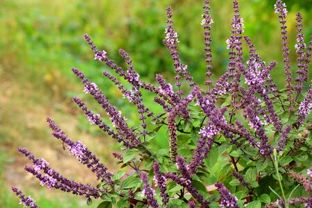 Herb flower violet photo