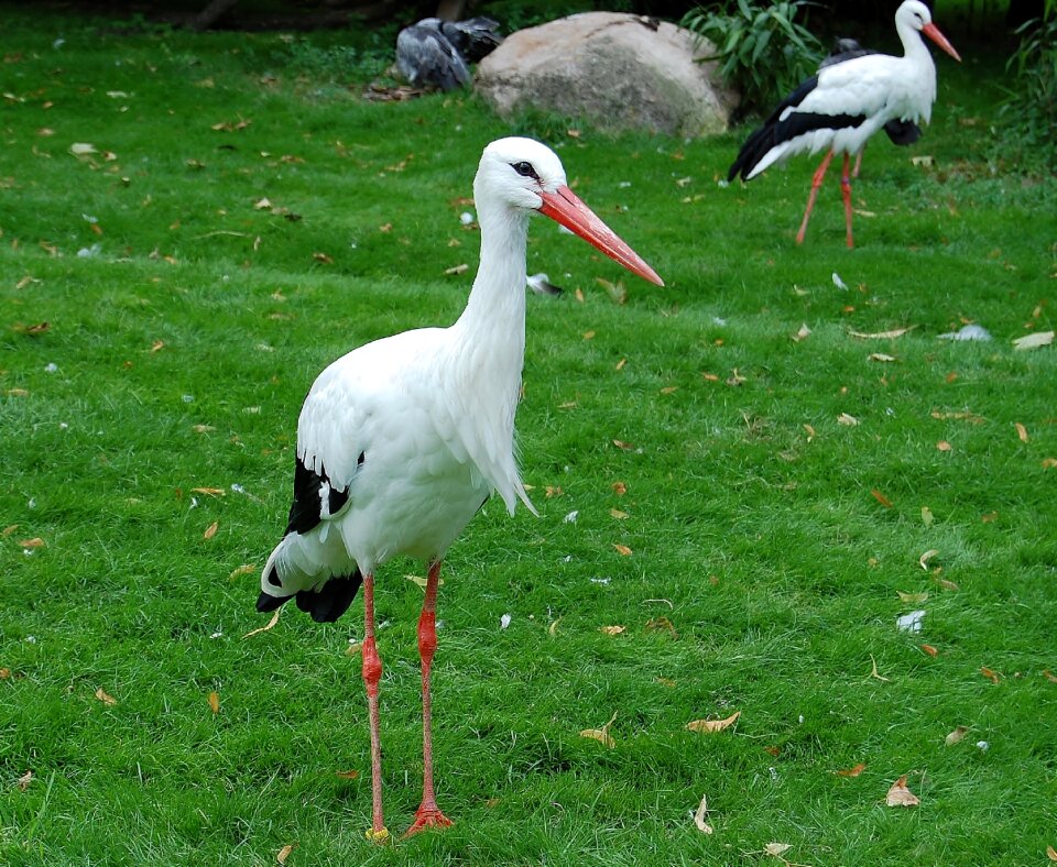 Animal nature wild bird