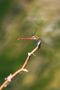 Dragonfly anisoptera epiprocta