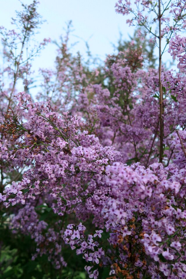 Current season nature flowers