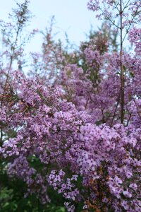 Current season nature flowers photo