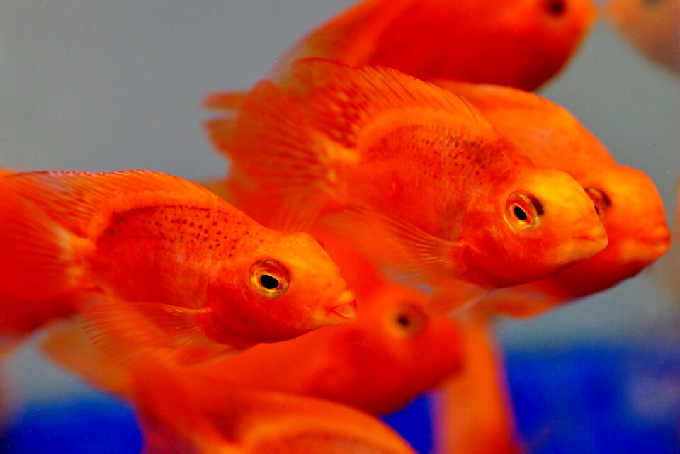 Papoušková fish aquarium