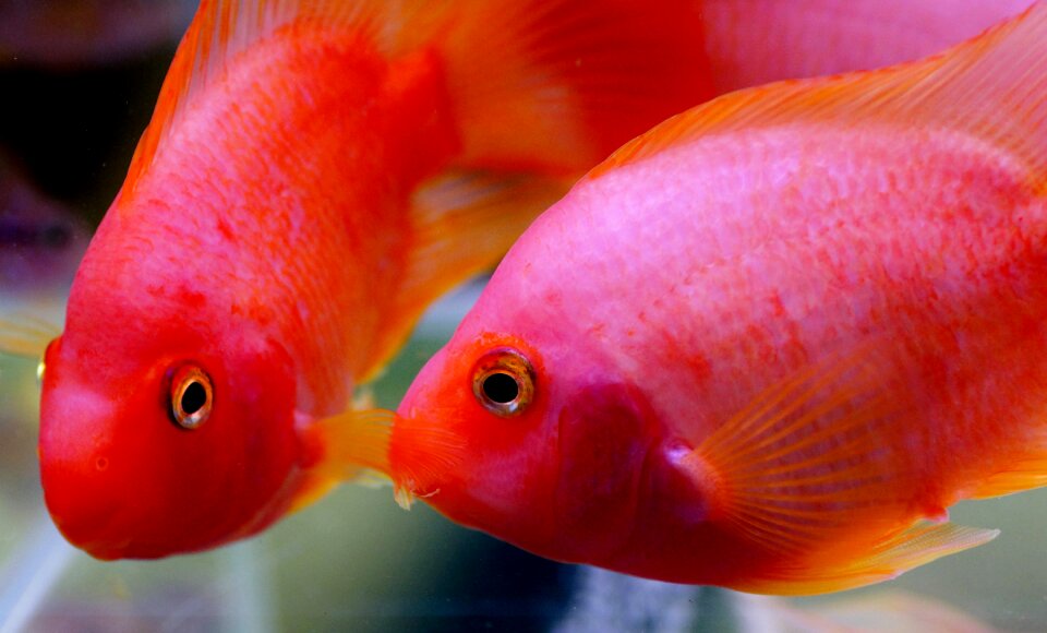 Fish freshwater tropical
