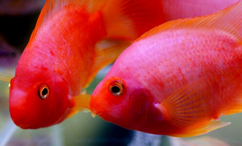 Fish freshwater tropical