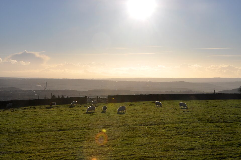 Sky grass pasture