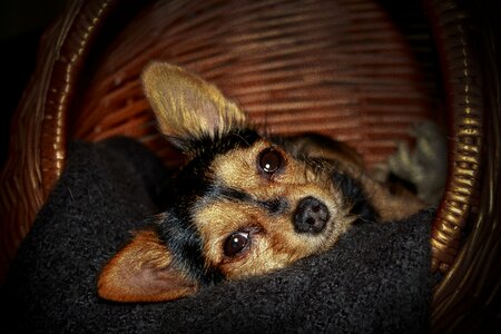 Portrait animal blanket