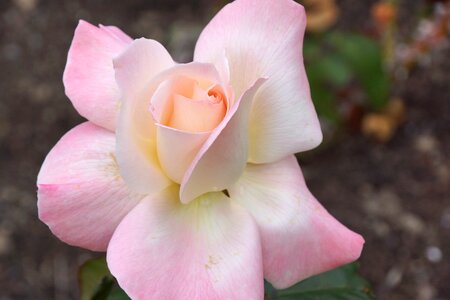 Rose pink blooming photo