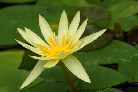 Pool flora lotus