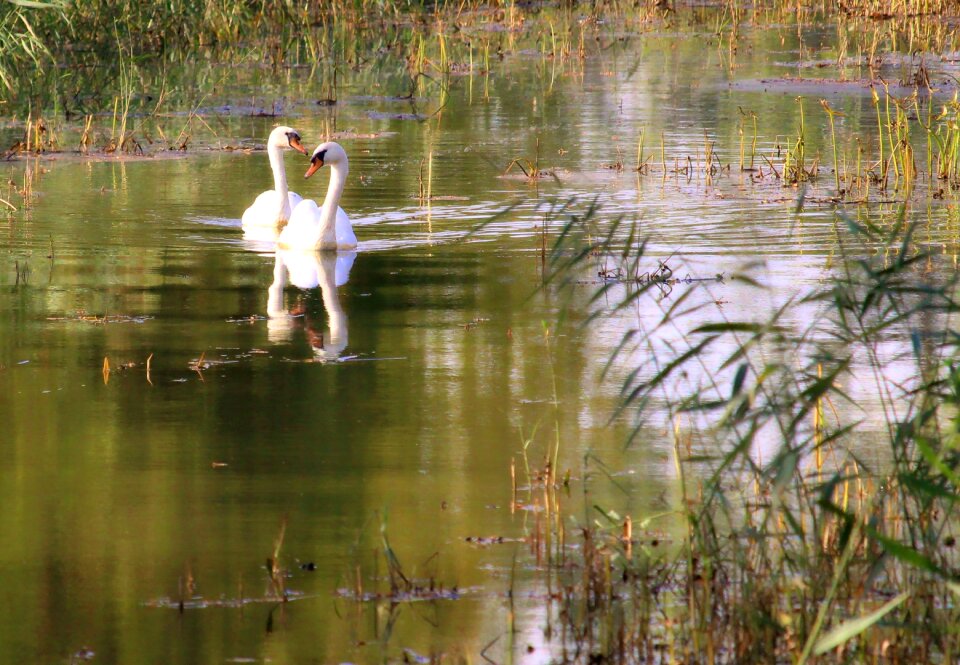 Water bird waters lake