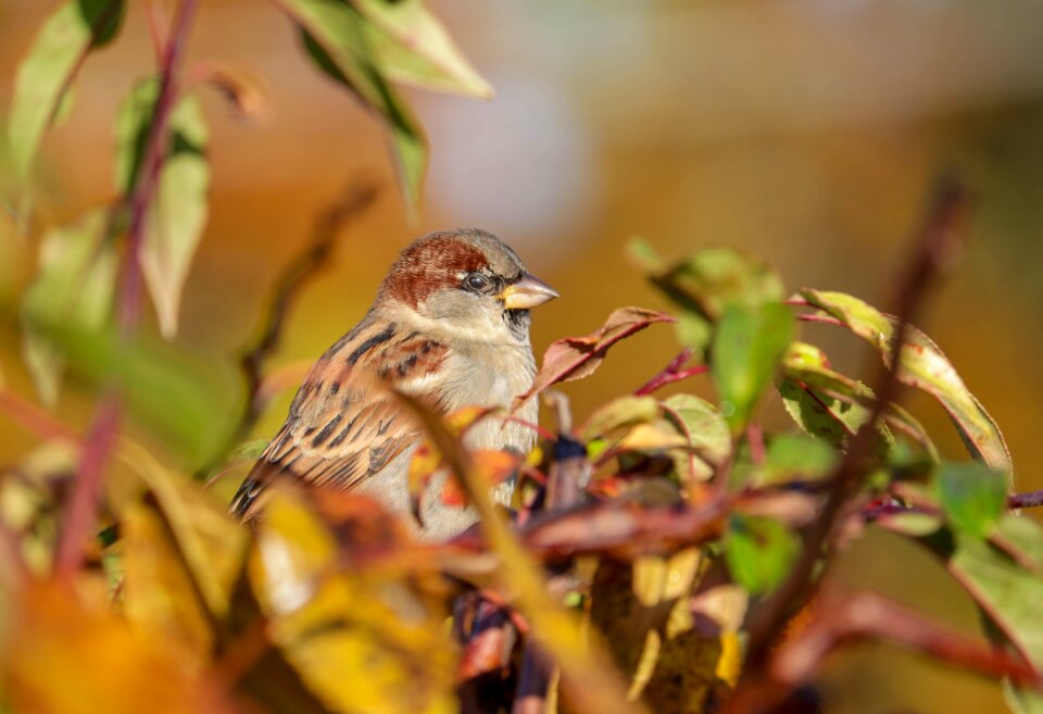 Landscape branch animal